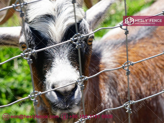 ارتفاع 1.5 متر سلك 2.0 ملم | سياج ملفوف منسوج | سياج الماشية | سياج المراعي | مصنع الصين المزود