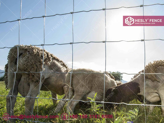 1سلك بطول 2.5 ملم. سياج الماشية المنسوج. سياج الحقل. سياج المراعي. المزود